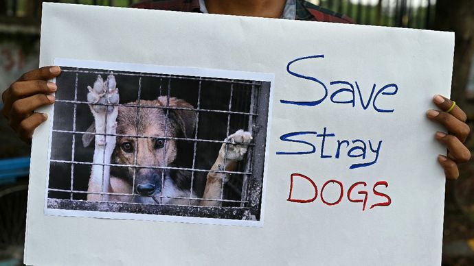 Stray dogs issue raised in Supreme Court