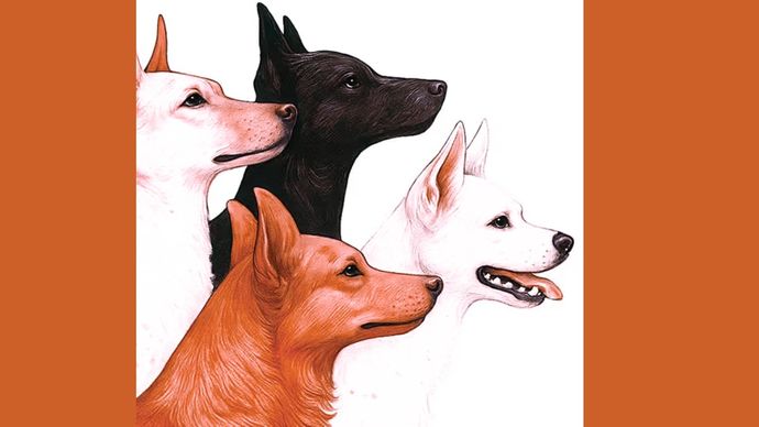 लावारिस आवारा कुत्तों का ग्राफिक: तन्मय चक्रवर्ती