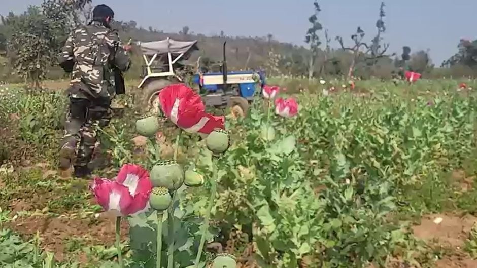 opium farming