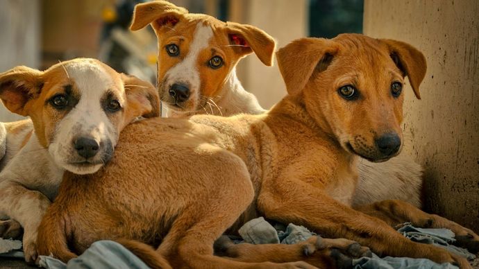 आवारो कुत्तों को सार्वजनिक जगहों से हटाने के निर्देश (सांकेतिक तस्वीर)