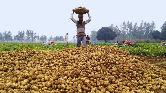 bengal potato farmers issue