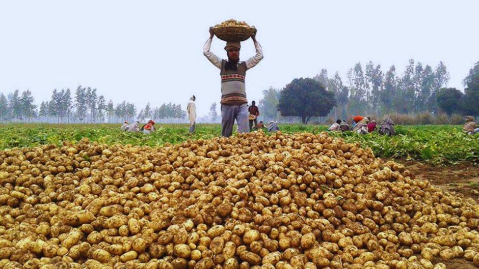 bengal potato farmers issue