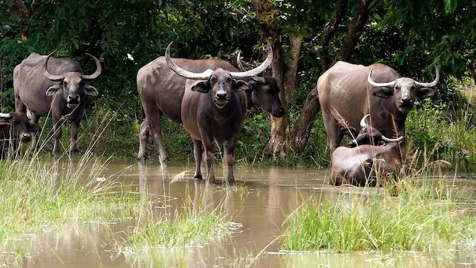 मध्य प्रदेश में बढ़ेगी जंगली भैसों की संख्या