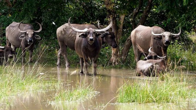 मध्य प्रदेश में बढ़ेगी जंगली भैसों की संख्या