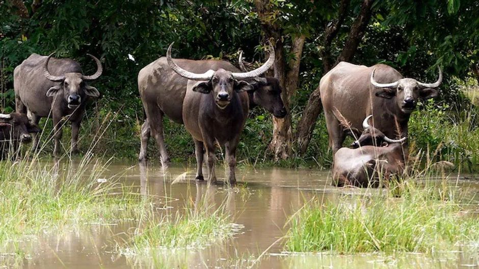 मध्य प्रदेश में बढ़ेगी जंगली भैसों की संख्या