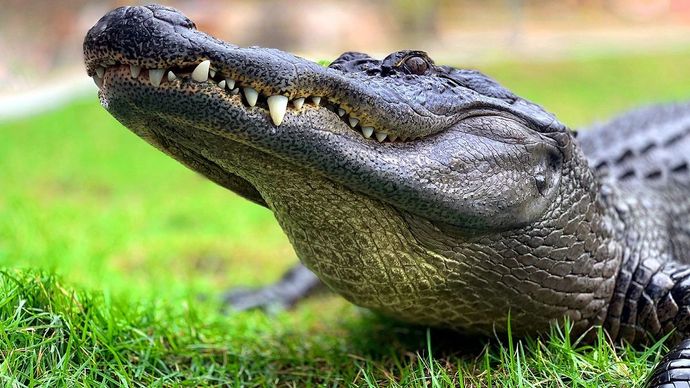 बहराइच में बच्चे पर मगरमच्छ ने किया हमला. (Photo: Representational)