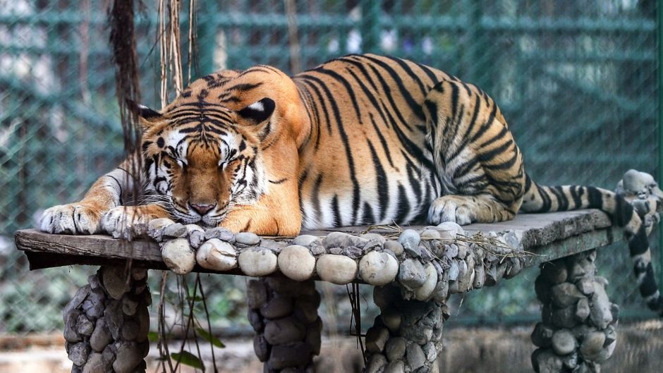 मध्य प्रदेश में बाघों की संख्या तेज़ी से घट रही है