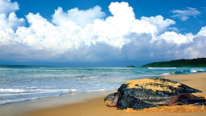 cover story: environment