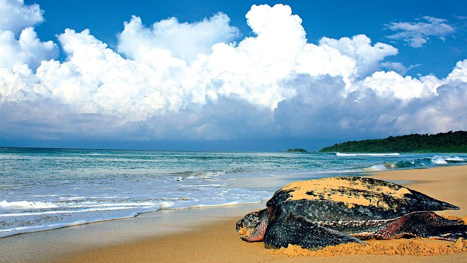 cover story: environment