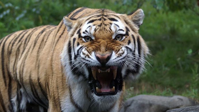 सांकेतिक तस्वीर