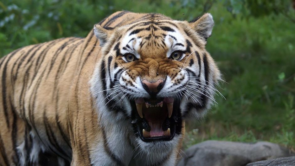 सांकेतिक तस्वीर