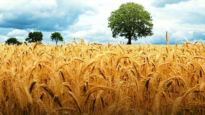 सांकेतिक तस्वीर