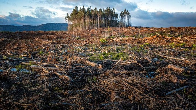 Deforestation kills 5 lakh people