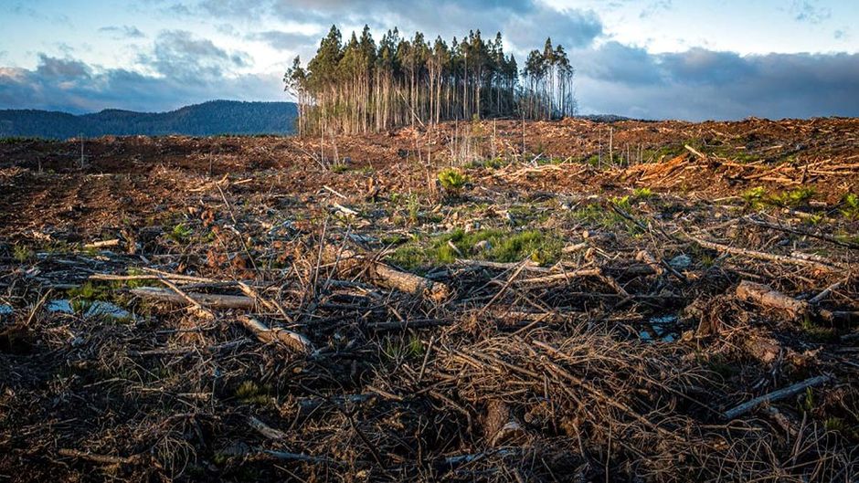 Deforestation kills 5 lakh people