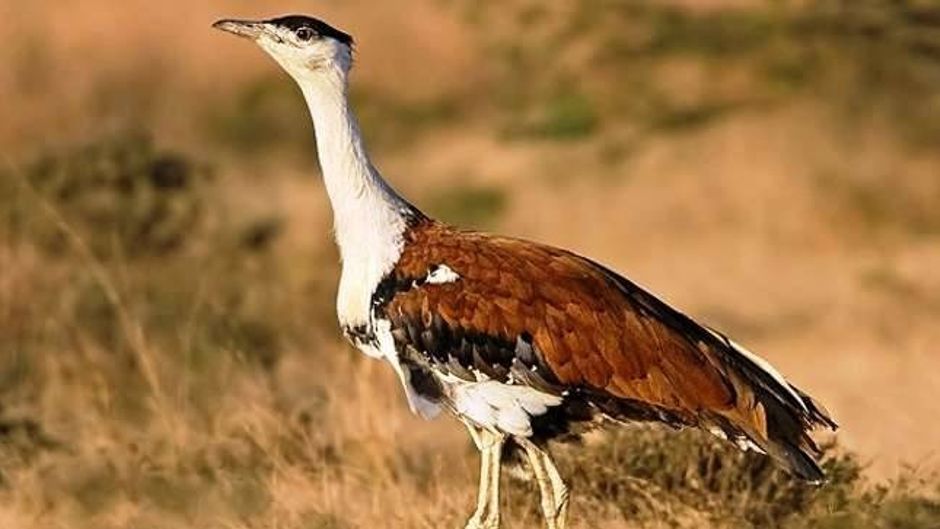 Supreme Court says adverse effects of climate change impact citizens right to life