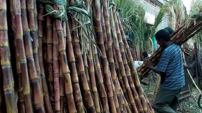 खेत में खड़ी गन्ना की फसल (File Photo-Social Media)