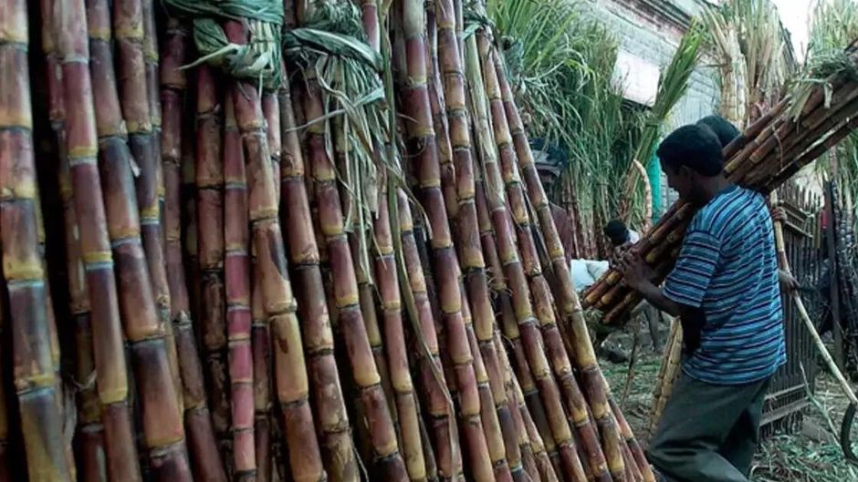 खेत में खड़ी गन्ना की फसल (File Photo-Social Media)