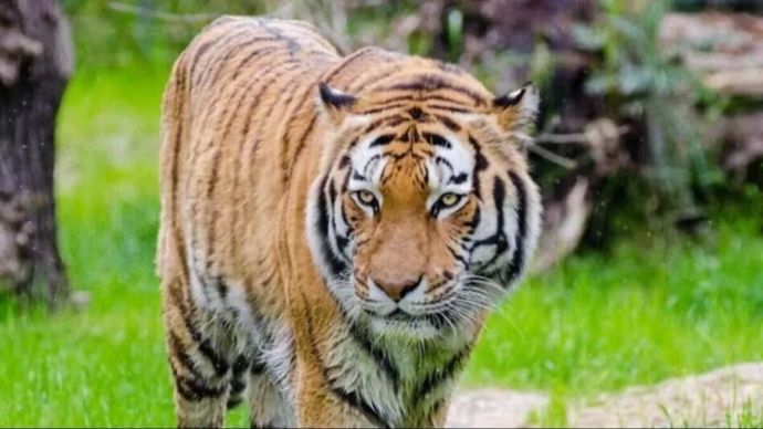 बांधवगढ़ टाइगर रिजर्व में बाघ की मौत. (Photo: Representational)