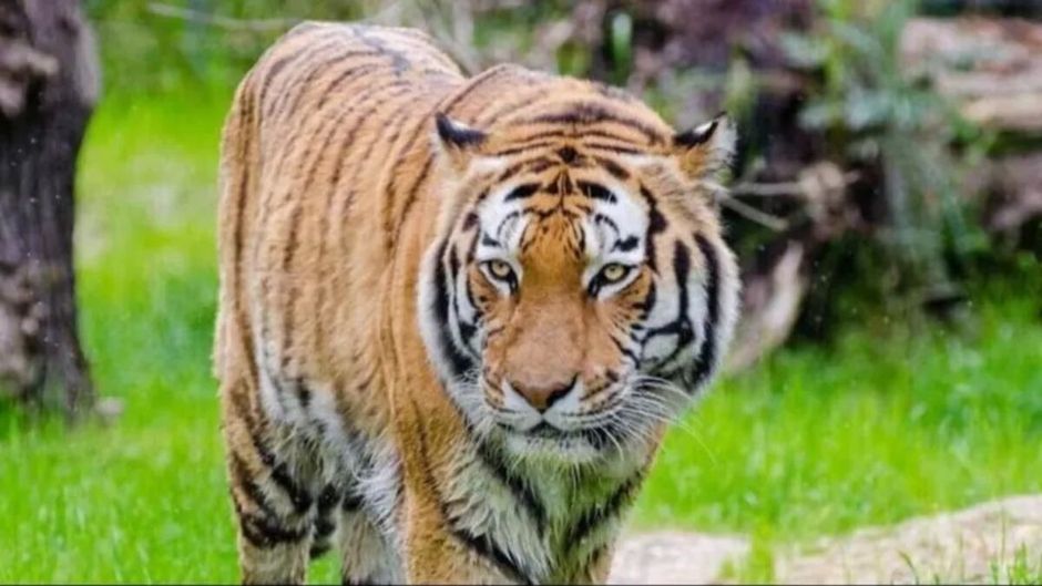 बांधवगढ़ टाइगर रिजर्व में बाघ की मौत. (Photo: Representational)