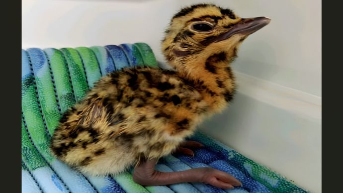 Great Indian bustard Chick, Godawan