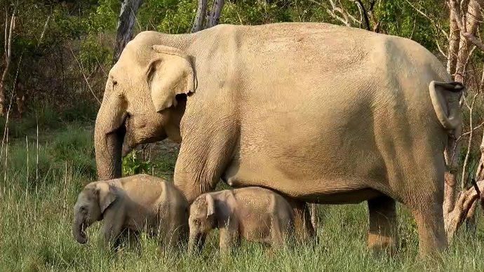 Elephant gives birth to twin calves in Corbett (Video grab : sanjay chhimwal)