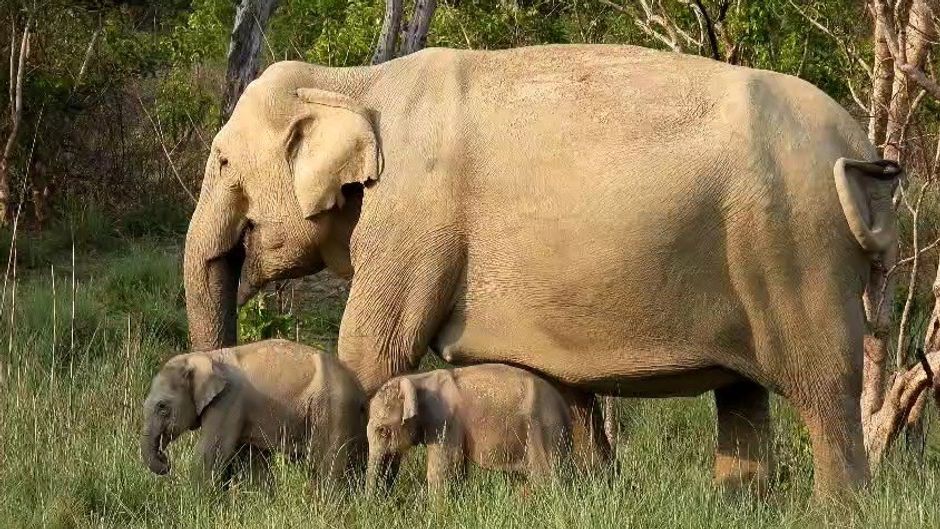 Elephant gives birth to twin calves in Corbett (Video grab : sanjay chhimwal)