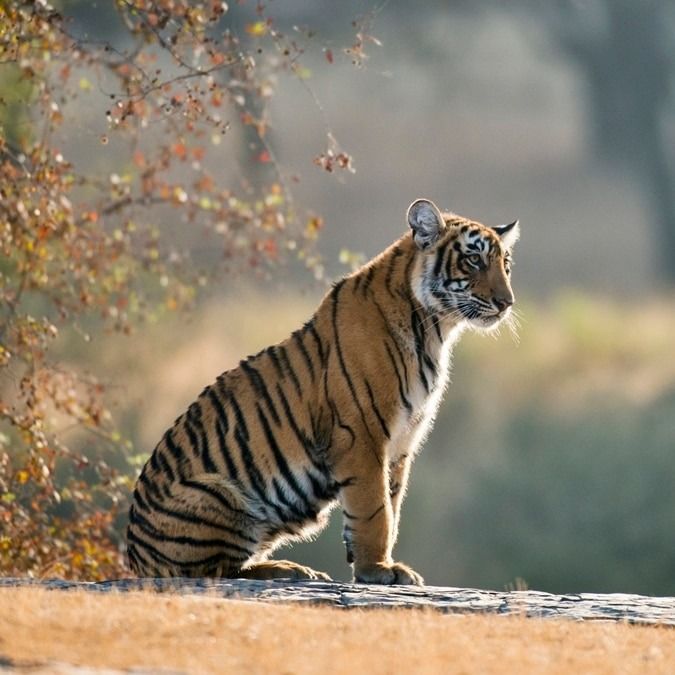 सांकेतिक तस्वीर
