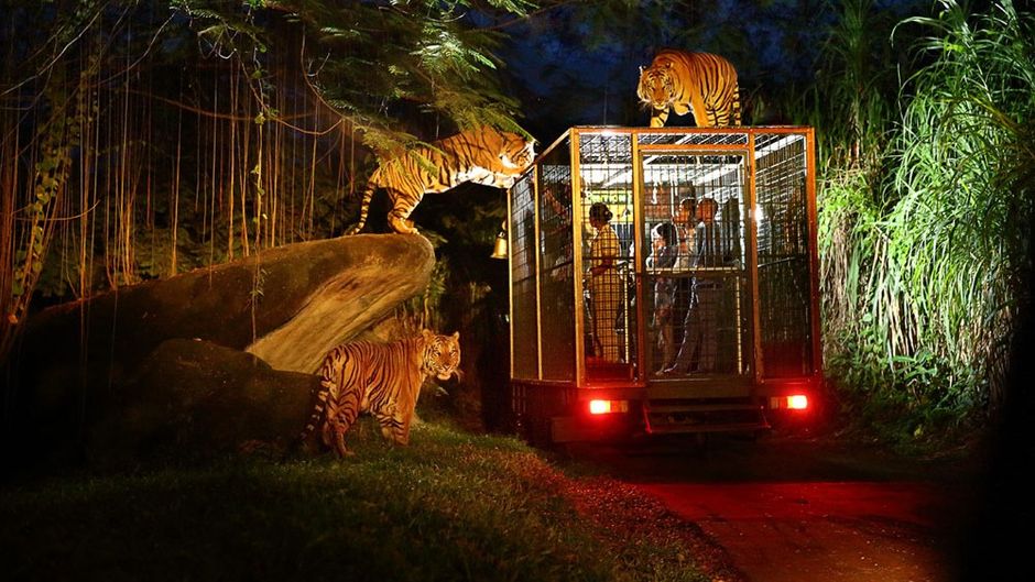Night Safari