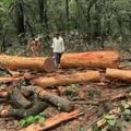 उत्तराखंड में हाईवे के लिए सैकड़ों पेड़ों का कटना तय था फिर कैसे लगी रोक? सांकेतिक तस्वीर