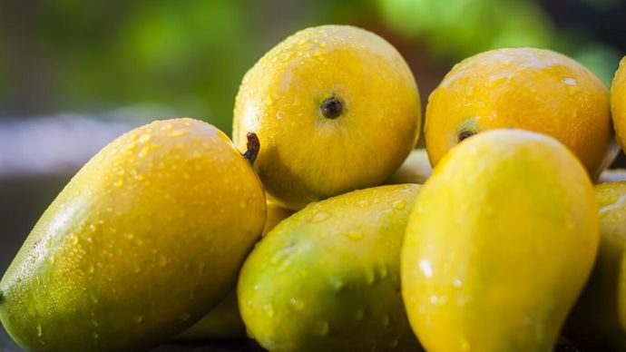 chausa mango export from up