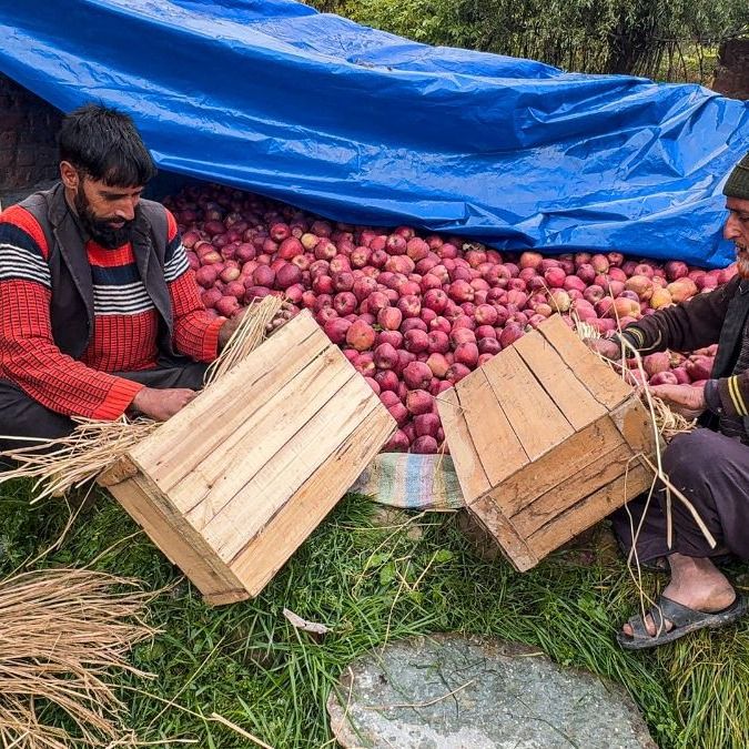 कश्मीर में इस समय सेब तुड़ाई का सीजन पीक पर चल रहा है (फाइल फोटो)