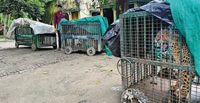 तेंदुए मस्त सिस्टम त्रस्त Uttar Pradesh: Wildlife