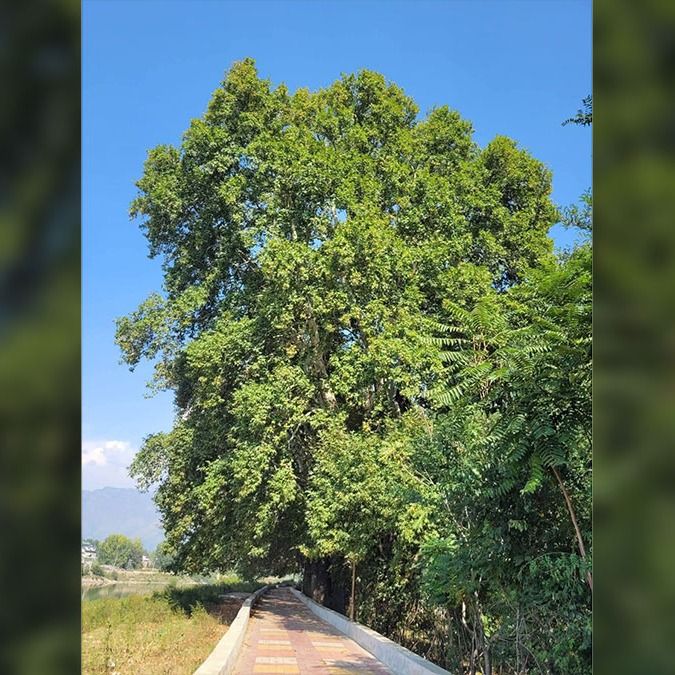 चिनार का एक पेड़ (फाइल फोटो)