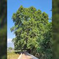 कश्मीर की पहचान चिनार के पेड़ों पर क्यों मंडरा रहा खत्म होने का खतरा? चिनार का एक पेड़ (फाइल फोटो)