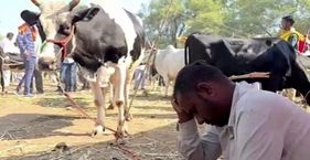 सूखे की वजह से महाराष्ट्र में दूध का संकट, क्या होगा असर? चारा-पानी की कमी से जूझ रहे पशुपालक (सांकेतिक तस्वीर)