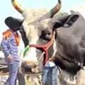 सूखे की वजह से महाराष्ट्र में दूध का संकट, क्या होगा असर? चारा-पानी की कमी से जूझ रहे पशुपालक (सांकेतिक तस्वीर)