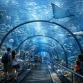 मुंबई में बन रहा अनोखा एक्वेरियम, कर पाएंगे समंदर के नीचे सैर! walk-through aquarium