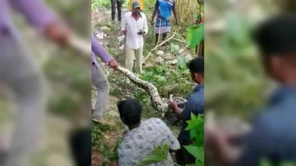 Python coils around leg: യുവാവിന്റെ കാലില് ചുറ്റിപ്പിണഞ്ഞ് കൂറ്റന് ...