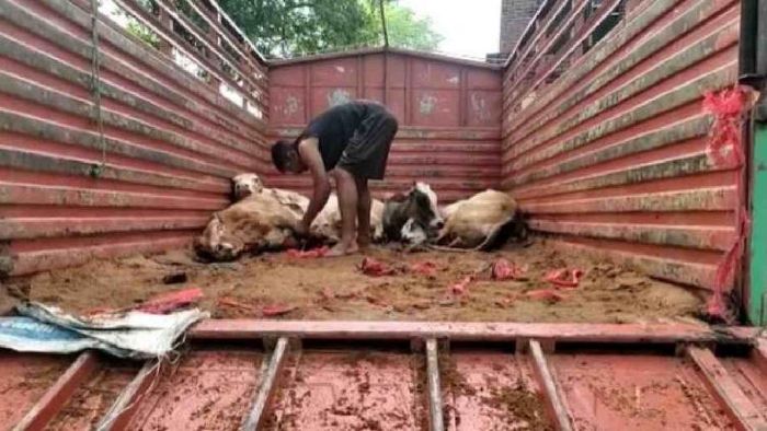 Bokakhat Police recover 23 cattle heads in Golaghat district