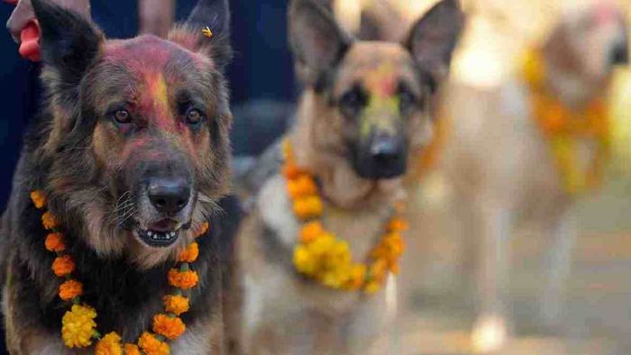 Tihar Festival: A festival that honors dogs