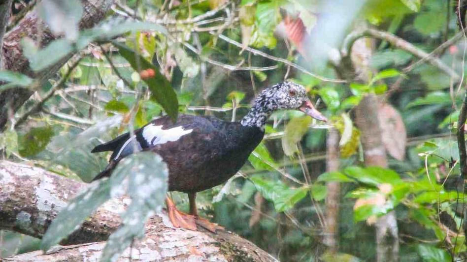 Assam’s state bird white-winged wood duck on the verge of extinction Assam’s state bird white-winged wood duck on the verge of extinction