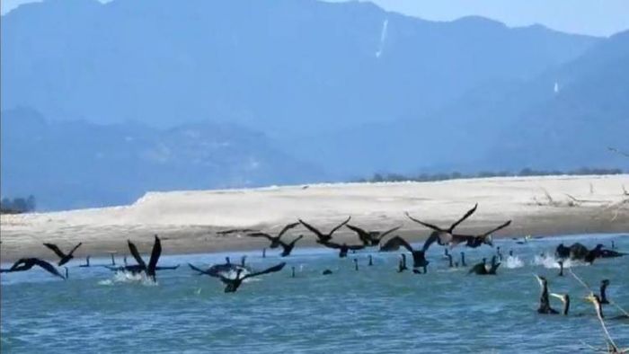 Winged visitors flocking to D'Ering Wildlife Sanctuary in Pasighat, Arunachal Pradesh