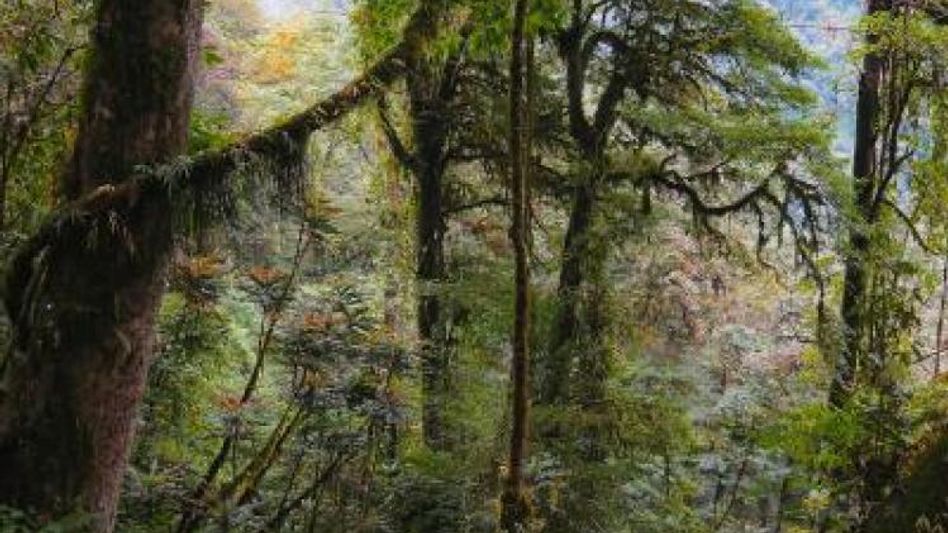 SDF demands CBI investigation into the alleged illegal tree felling at Khangchendzonga National Park SDF demands CBI investigation into the alleged illegal tree felling at Khangchendzonga National Park