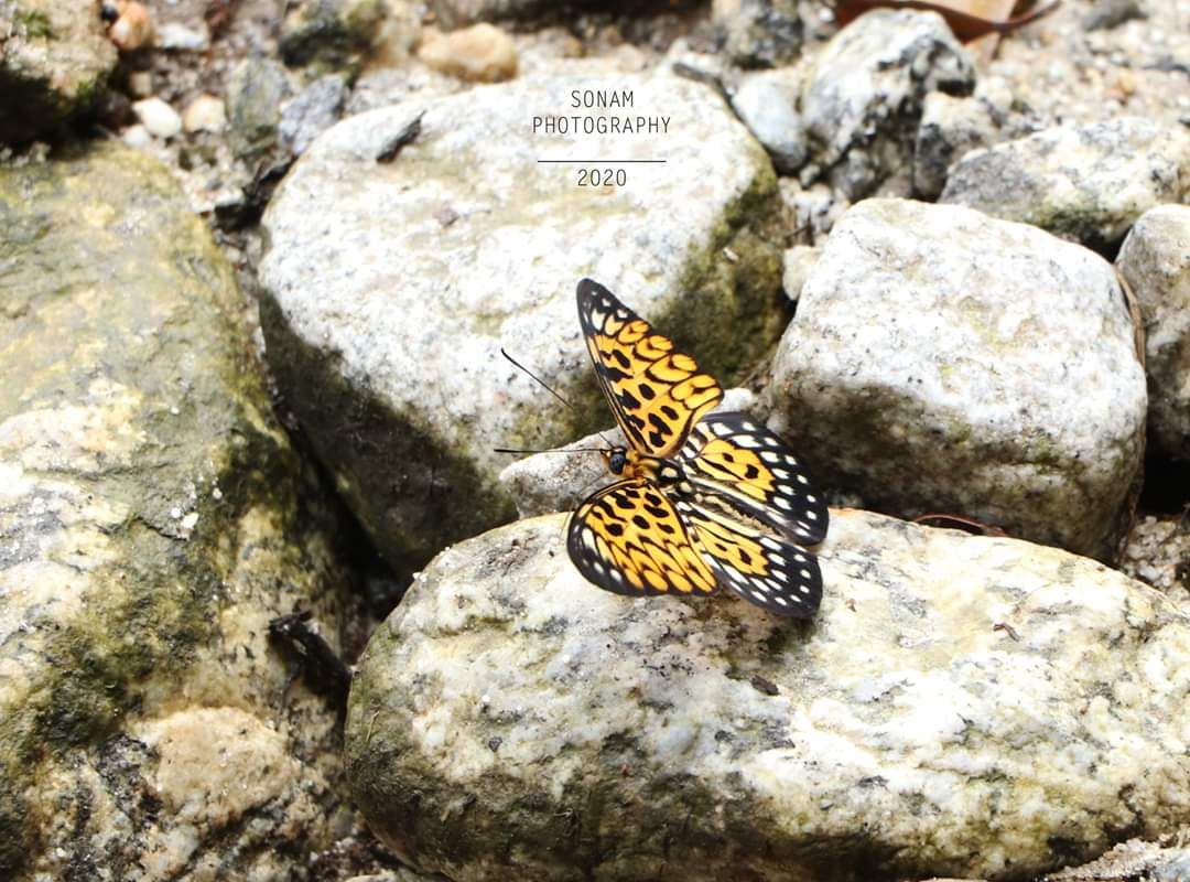 Sikkim: Rare butterfly species sighted in Dzongu Sikkim: Rare butterfly species sighted in Dzongu