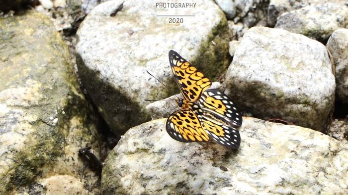 Sikkim: Rare butterfly species sighted in Dzongu