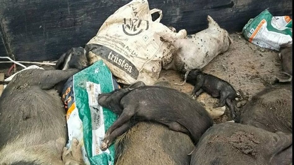 Assam: Along with COVID-19, pig farmers face African Swine Fever challenge Assam: Along with COVID-19, pig farmers face African Swine Fever challenge