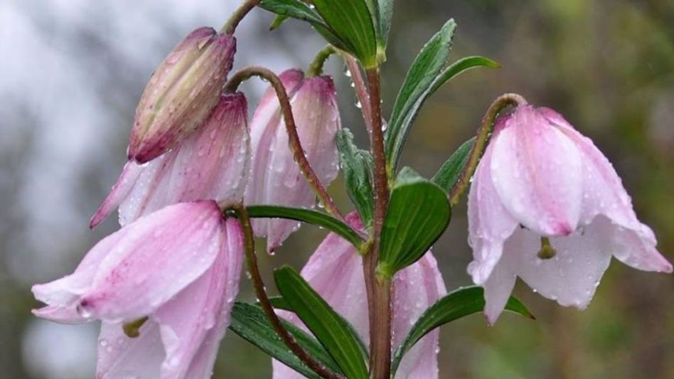 Manipur gears up for iconic Shirui Lily Festival after 2 year COVID hiatus Manipur gears up for iconic Shirui Lily Festival after 2 year COVID hiatus