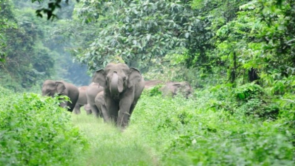 Man-Elephant Conflict | One killed during Elephant Attack in Nagaon Man-Elephant Conflict | One killed during Elephant Attack in Nagaon