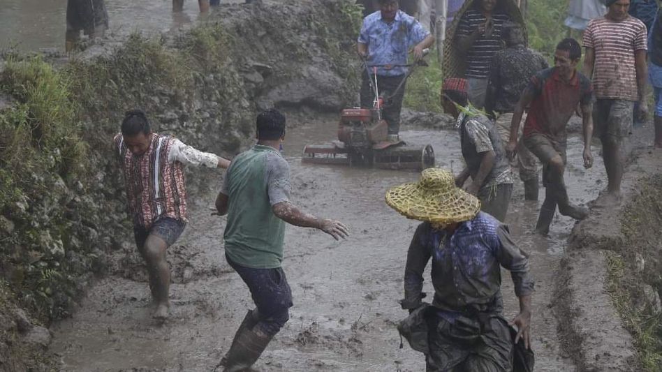 Sikkim: Traditional rice planting festival undergo with enthusiasm Sikkim: Traditional rice planting festival undergo with enthusiasm