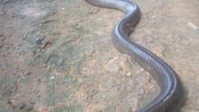 Mizoram: 63 year-old dies of snake bite in Khuangthing Village